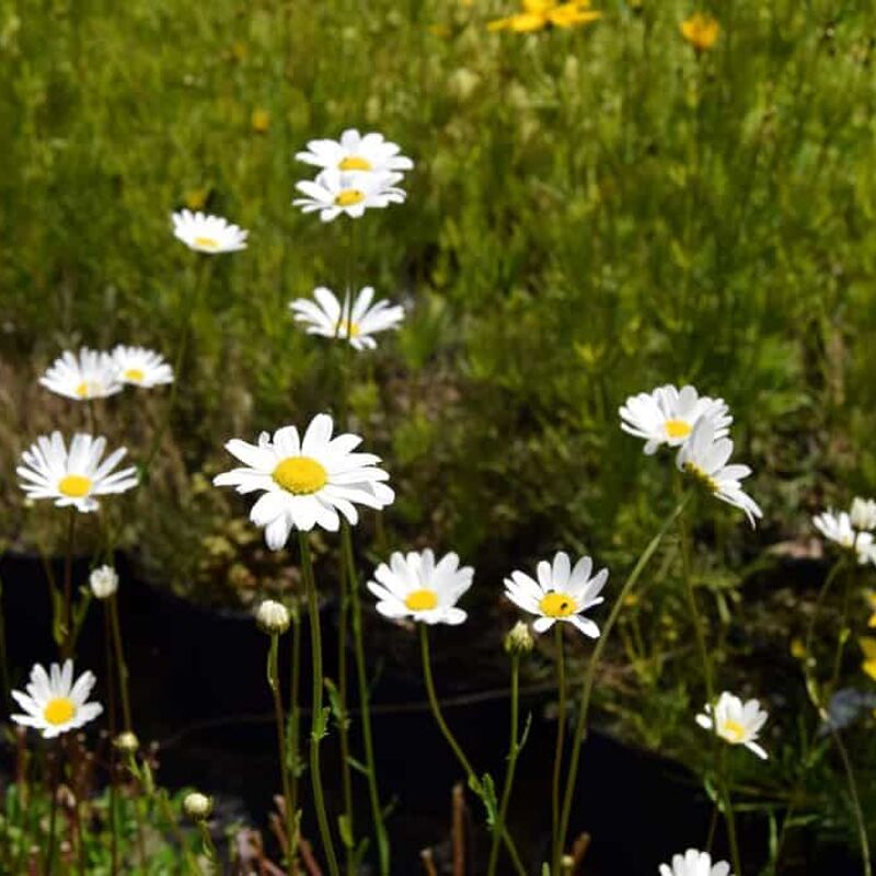 Leucanthemum vulgare ---